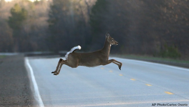 generic white tailed deer AP_98244