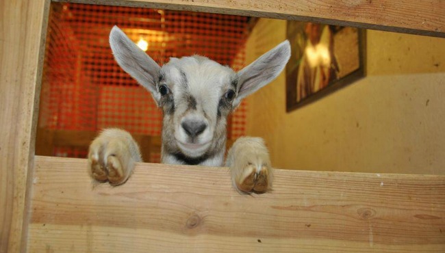 Visit the Critter Barn_54143