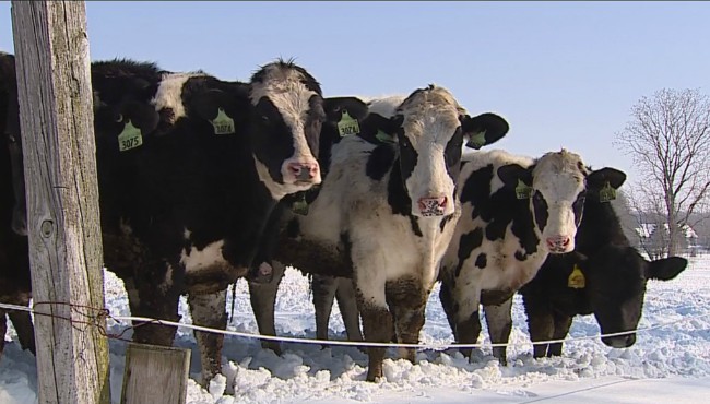 generic cows dairy cow_479919