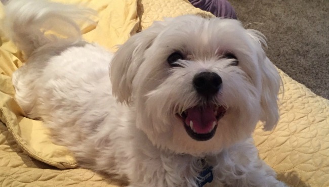 generic dog (2)_1521080660570.jpg.jpg