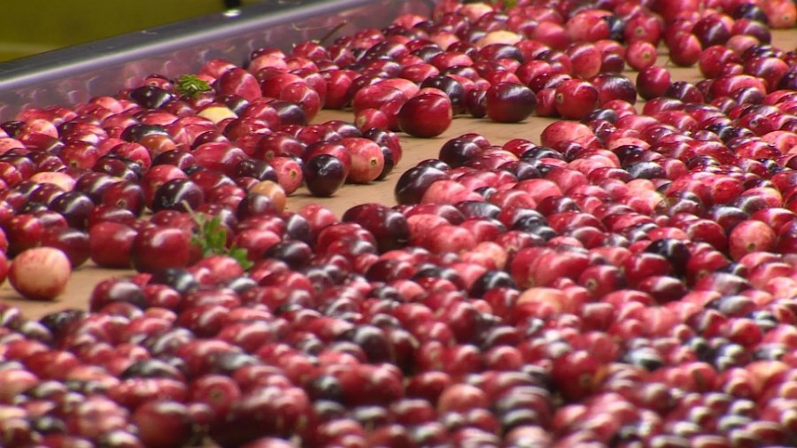 degrandchamp farms cranberry harvest 101218_1539379144288.jpg.jpg