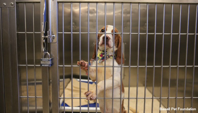 empty-the-shelters-bissell-pet-foundation-2-102416_255436