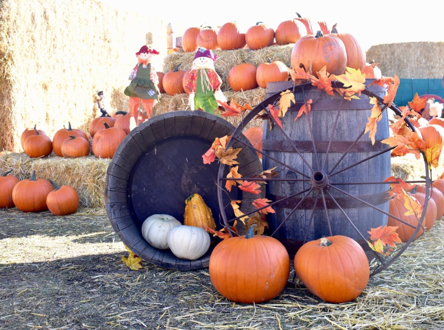 Family farm fun with harvest squash and straw for festive Thanksgiving and Halloween decorations