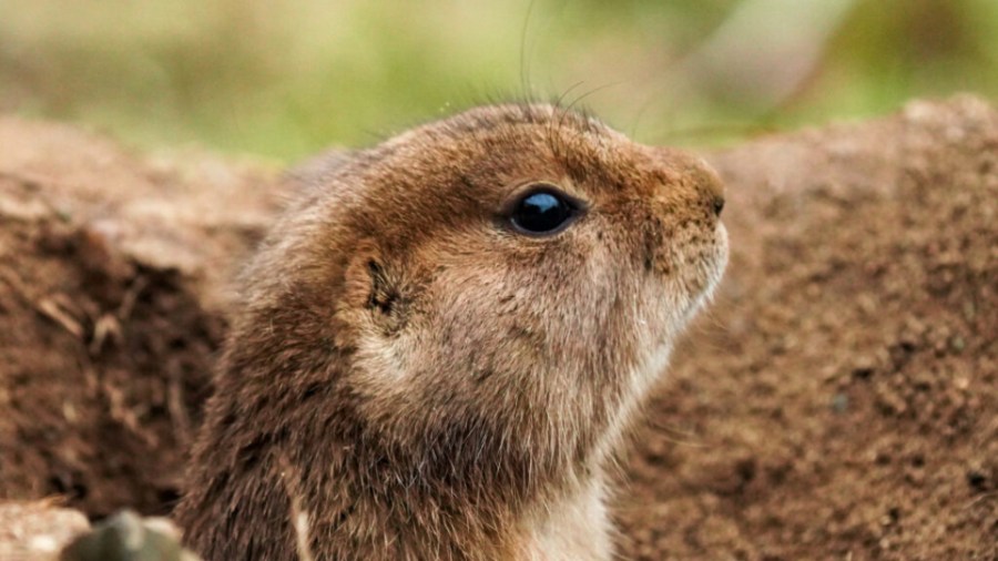 This female prairie dog is one of 18 new prairie dogs at Binder Park Zoo. (Courtesy Binder Park Zoo)