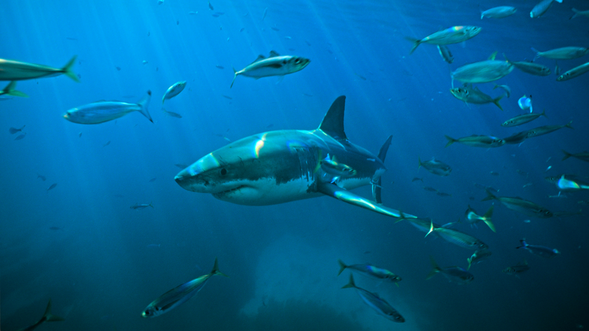 Great white shark (Carcharodon carcharias), swimming through a school of Tommy roughs (Arripis georgianus). Neptune islands, South Australia. (Photo by Auscape/Universal Images Group via Getty Images)
