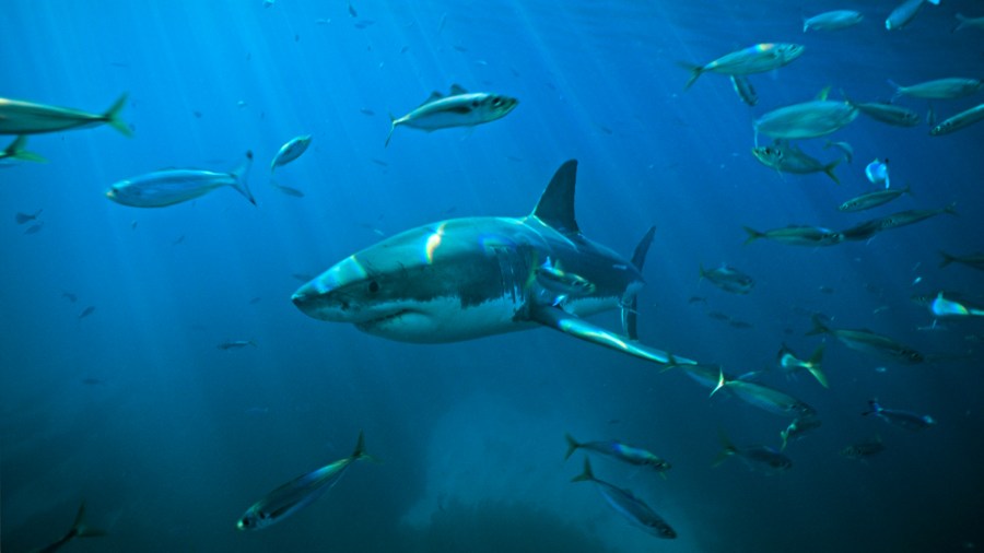 Great white shark (Carcharodon carcharias), swimming through a school of Tommy roughs (Arripis georgianus). Neptune islands, South Australia. (Photo by Auscape/Universal Images Group via Getty Images)