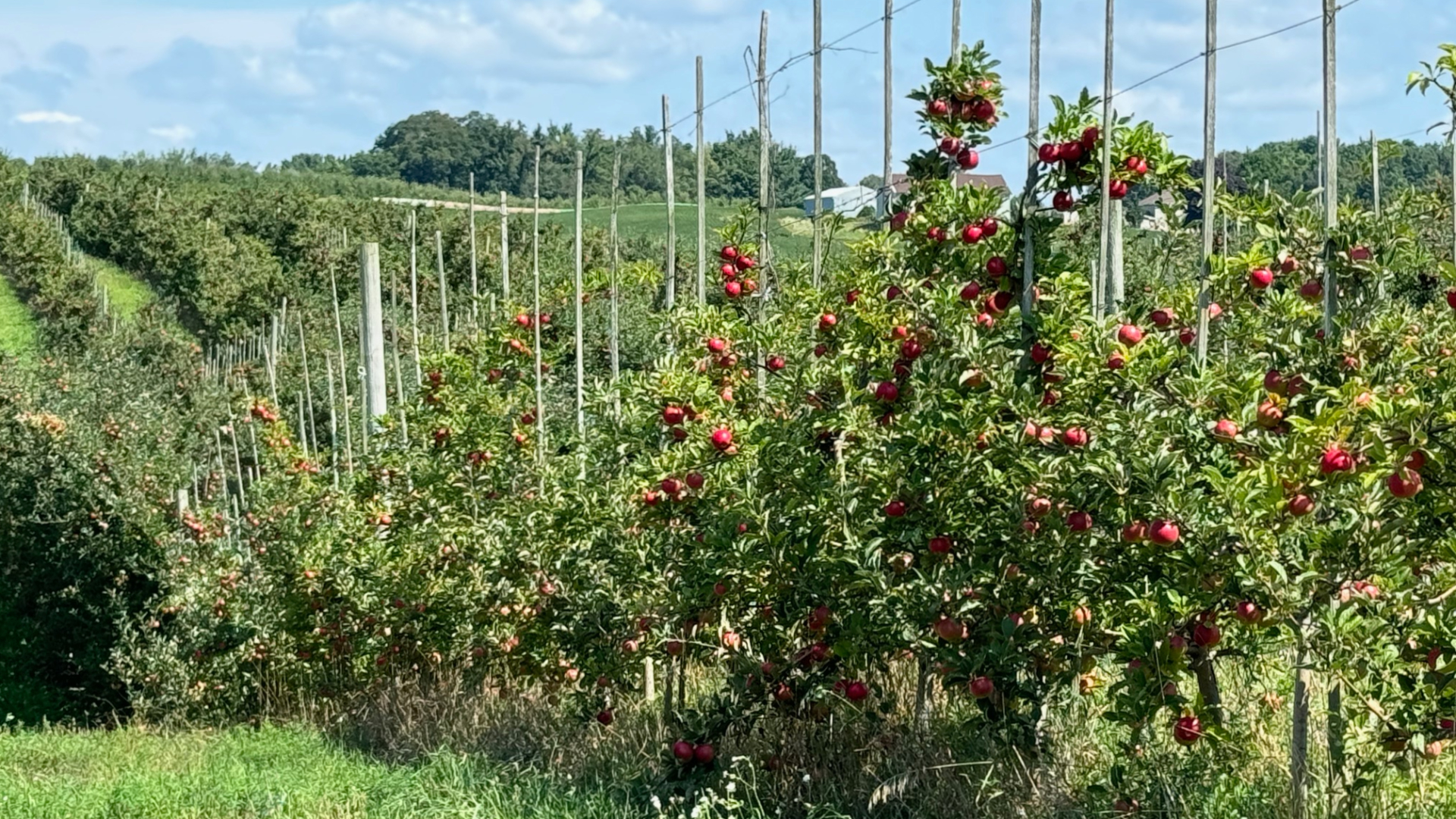 The apple crop at Schweitzer Orchards in Alpine Township and other orchards around West Michigan is ripening early. (Aug. 19. 2024)