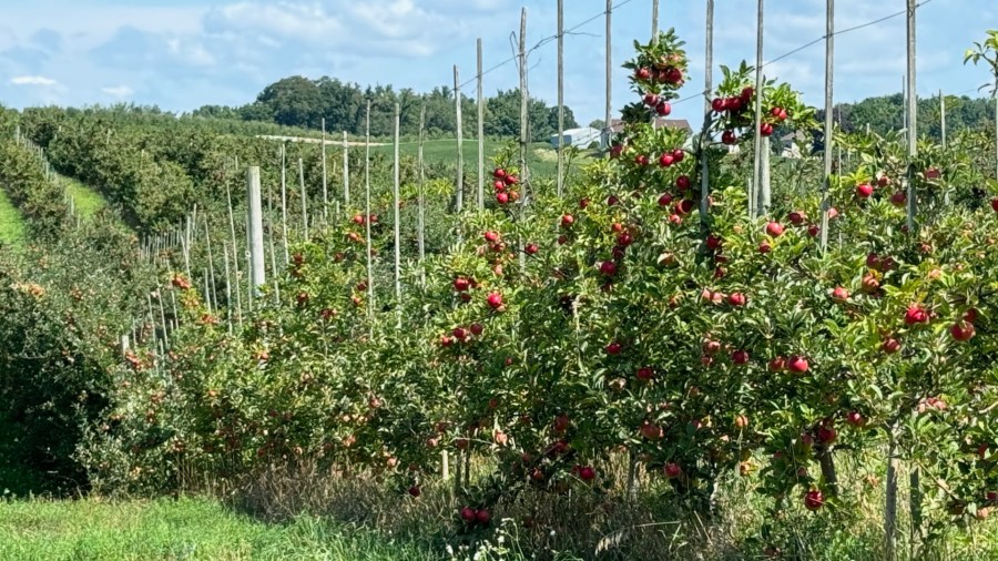 The apple crop at Schweitzer Orchards in Alpine Township and other orchards around West Michigan is ripening early. (Aug. 19. 2024)
