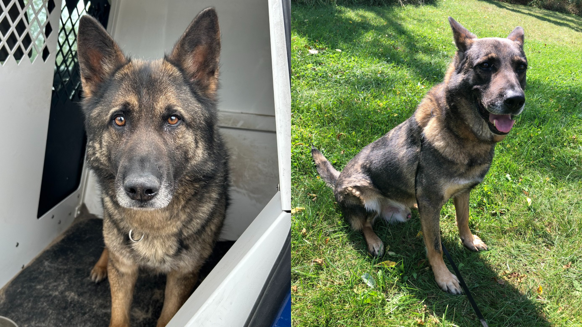 MSP K-9 Red, left, and MSP K-9 Kratos, right. (Courtesy Michigan State Police)