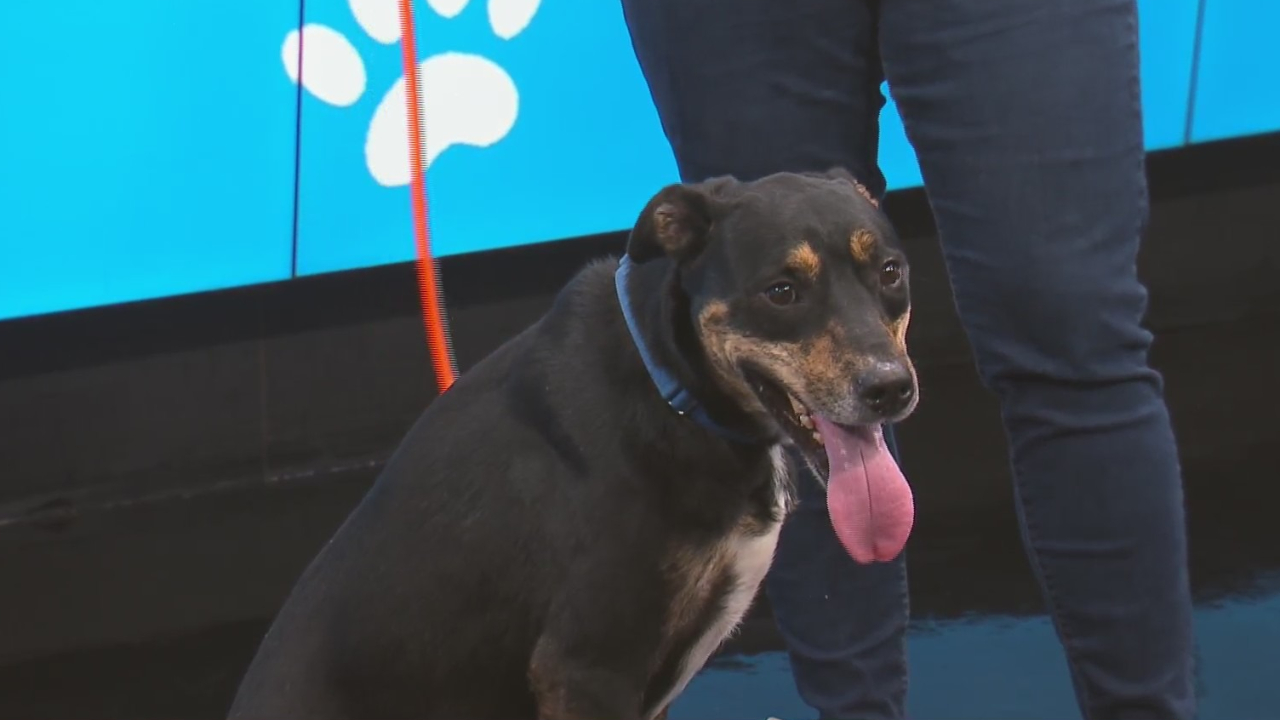 Wendy is up for adoption from the Kent County Animal Shelter. (Sept. 20, 2024)
