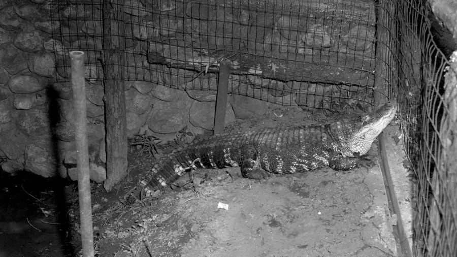 An alligator is housed in the early days of the John Ball Zoo. (Courtesy Grand Rapids Public Library)