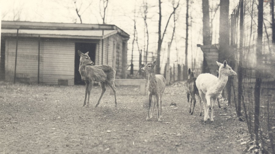 A 1930 photo of some deer housed in an enclosure at John Ball Park. (Courtesy Grand Rapids Public Library)