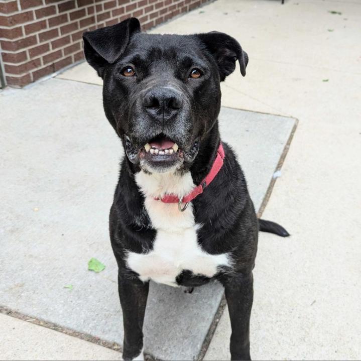 Dante is up for adoption at the Kent County Animal Shelter. (Courtesy)