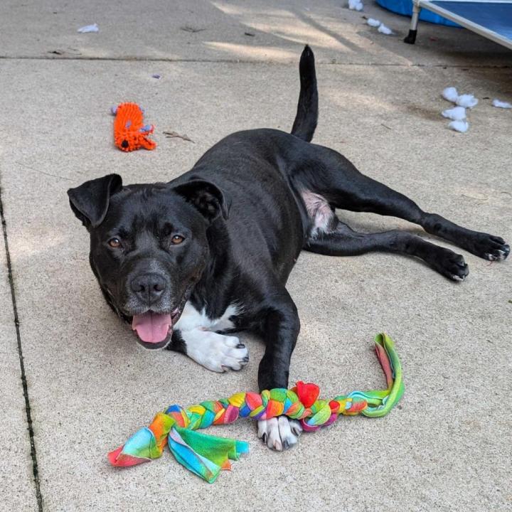 Dante is up for adoption at the Kent County Animal Shelter. (Courtesy)