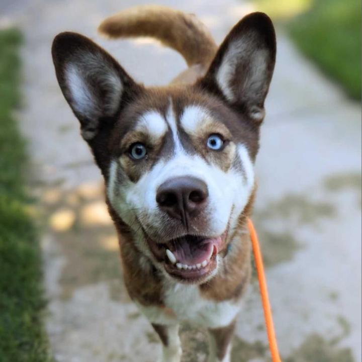 Mel is up for adoption at the Kent County Animal Shelter. (Courtesy)