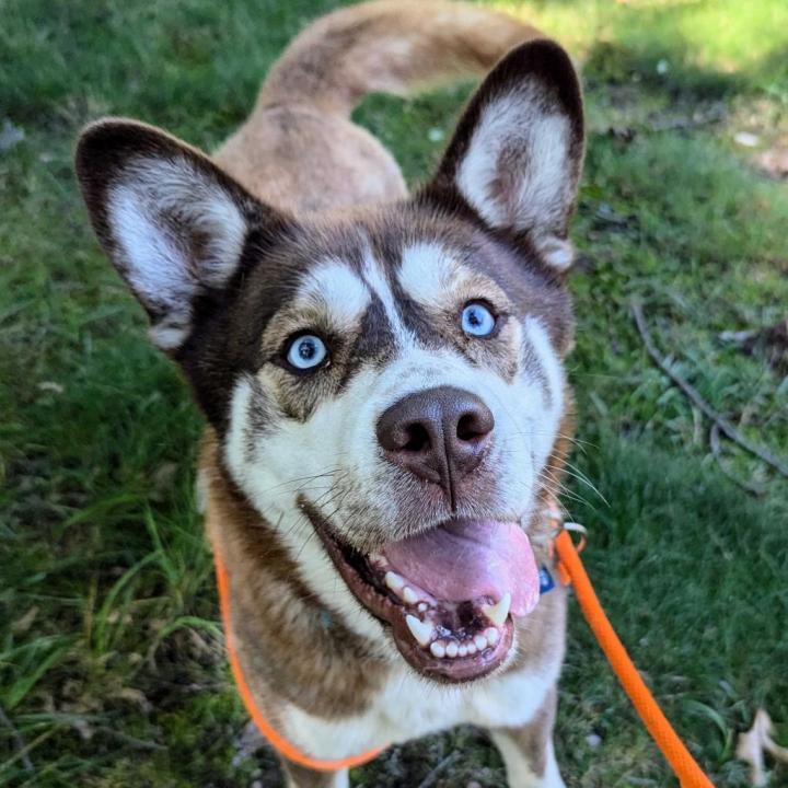 Mel is up for adoption at the Kent County Animal Shelter. (Courtesy)