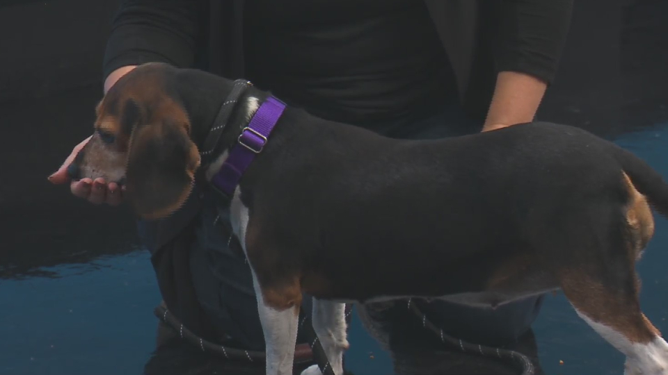 Aggie is up for adoption at the Kent County Animal Shelter. (Oct. 18, 2024)