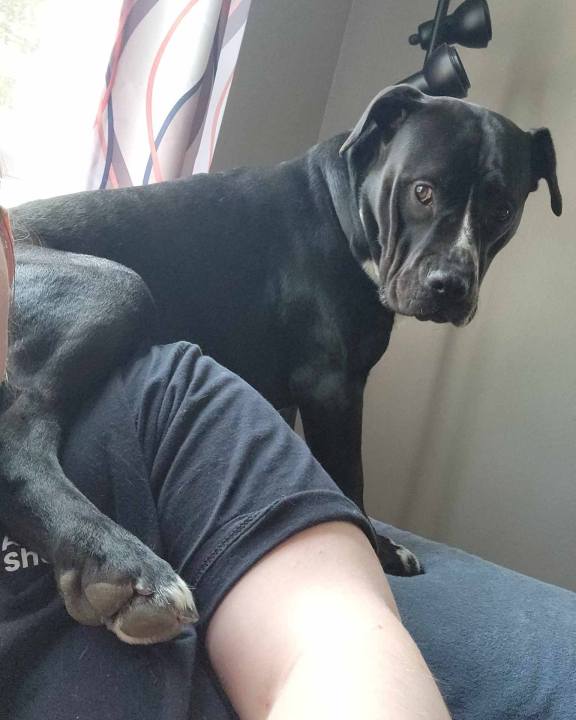 Hannah is up for adoption from the Kent County Animal Shelter. (Courtesy)