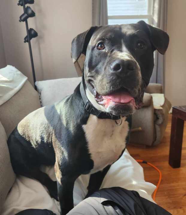 Hannah is up for adoption from the Kent County Animal Shelter. (Courtesy)