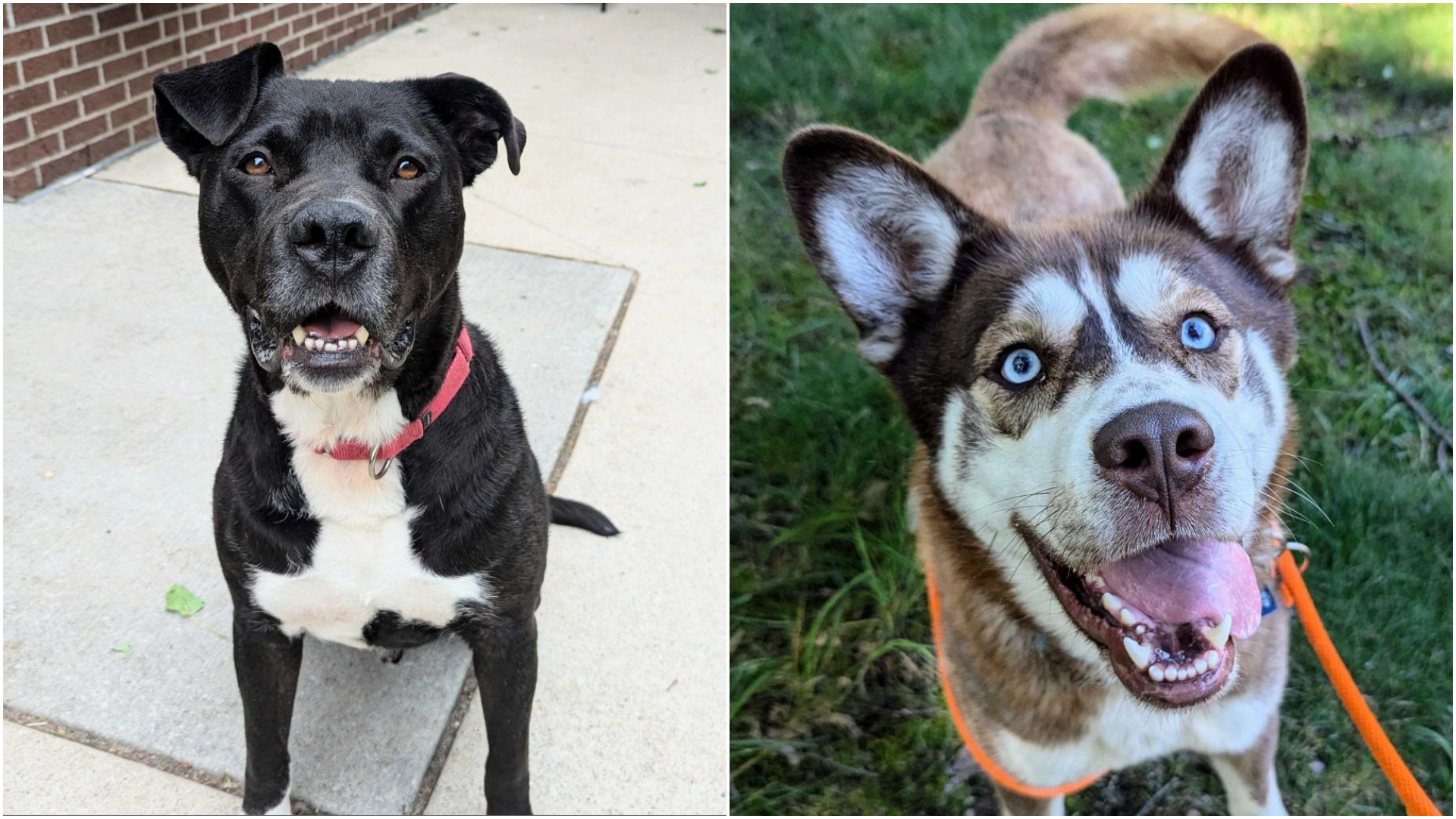 Dante (left) and Mel are up for adoption at the Kent County Animal Shelter. (Courtesy)