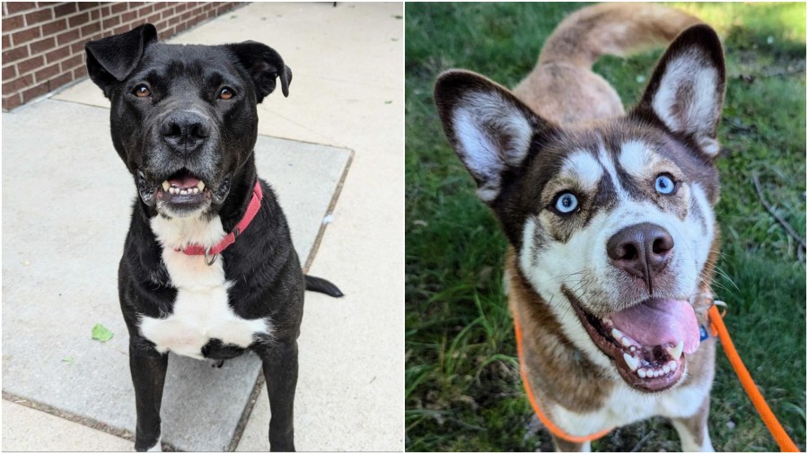 Dante (left) and Mel are up for adoption at the Kent County Animal Shelter. (Courtesy)