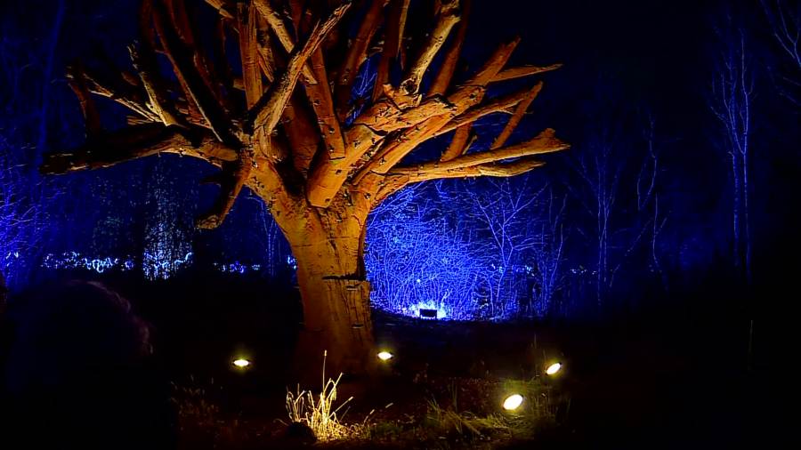 ENLIGHTEN at Frederik Meijer Gardens. (Nov. 25, 2024)