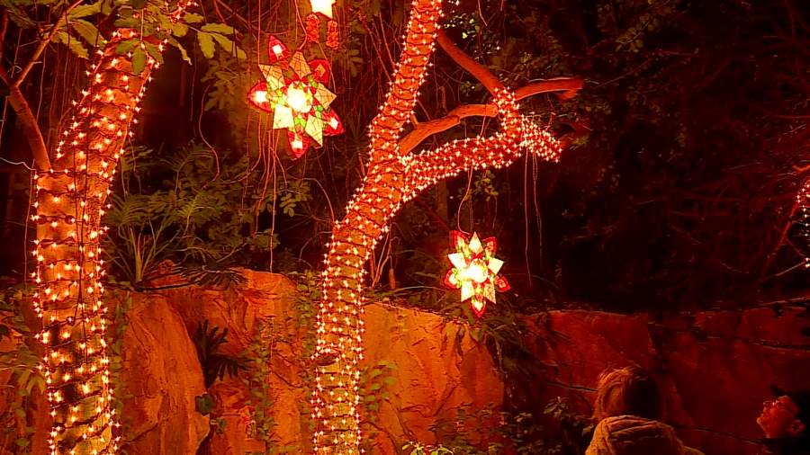 ENLIGHTEN at Frederik Meijer Gardens. (Nov. 25, 2024)