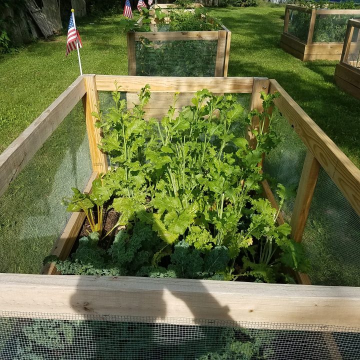 Therapy garden plants and boxes at Keystone Transitional House. (Courtesy Juan Gonzalez)