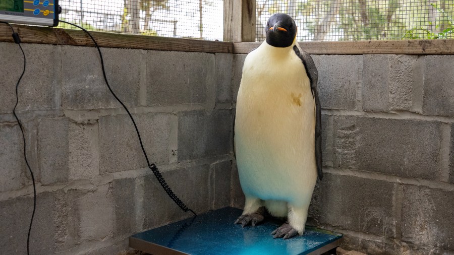 In this undated photo provided by the Department of Biodiversity, Conservation and Attractions, a male emperor penguin dubbed Gus, stands on a scale after being discovered on a beach near Denmark, Australia, on Nov. 1, 2024, thousands of kilometers from its normal habitat on Antarctica. (Miles Brotherson/DBCA via AP)