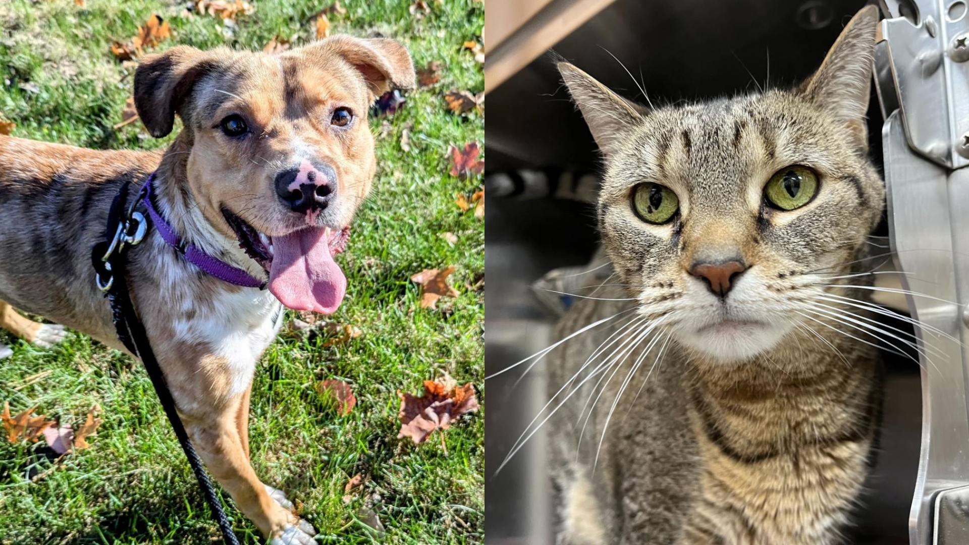 Left to Right: Beau and Miss Kitty (Kent County Animal Shelter)