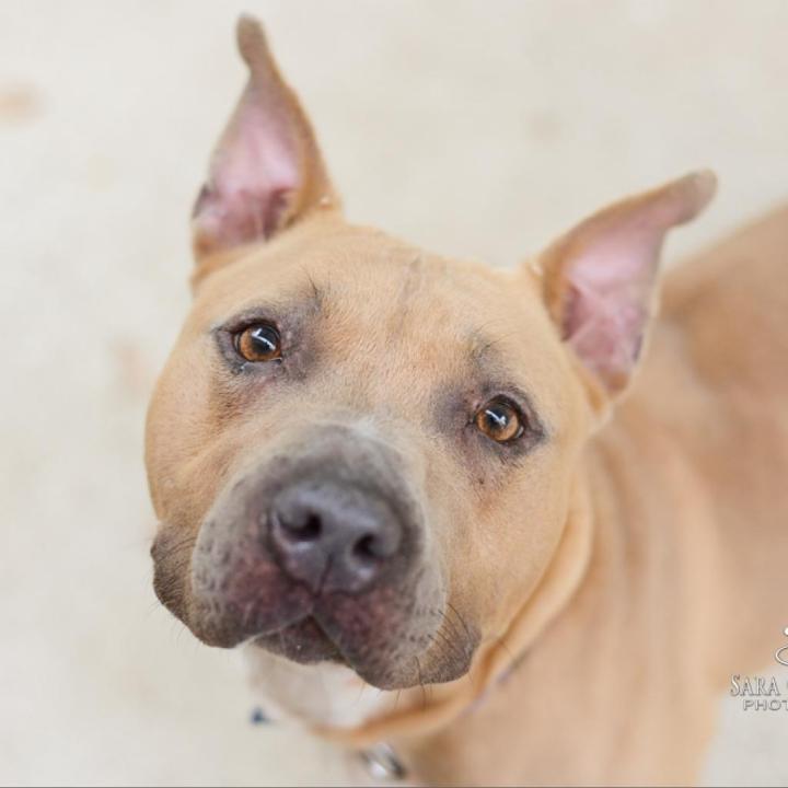 Marina is up for adoption at the Kent County Animal Shelter. (Courtesy)