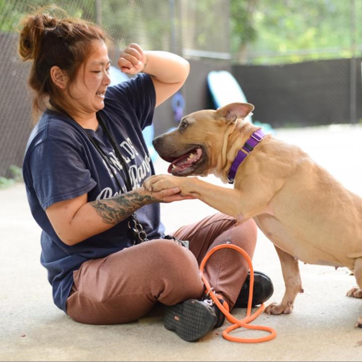 Marina is up for adoption at the Kent County Animal Shelter. (Courtesy)