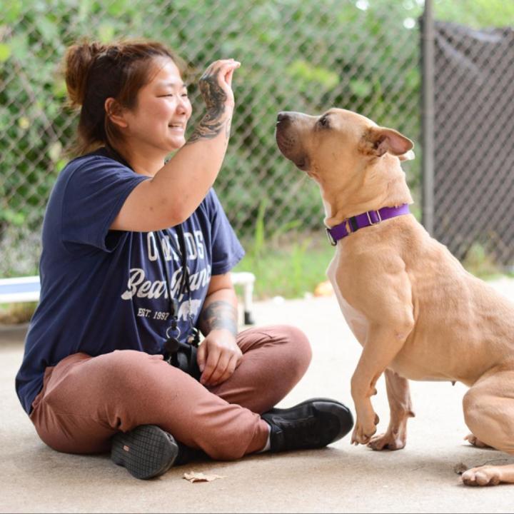 Marina is up for adoption at the Kent County Animal Shelter. (Courtesy)