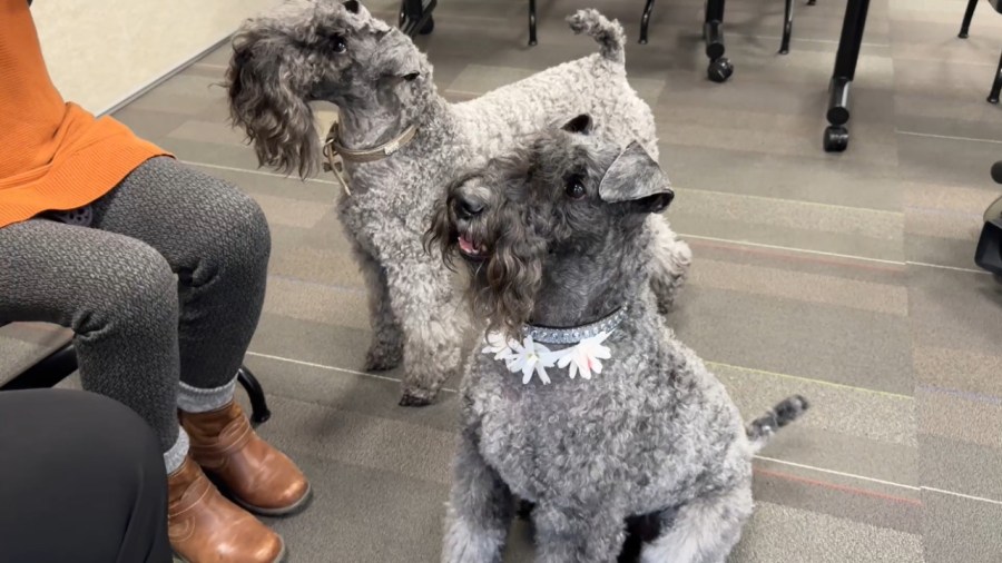 Kerry Blue Terriers Daisy and Fanny. (Nov. 28, 2024)