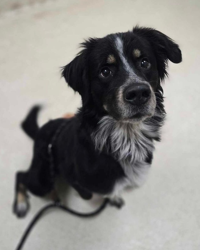 Atlas, one of the dogs up for adoption after being rescued from truck. (Courtesy Kent County Animal Shelter)