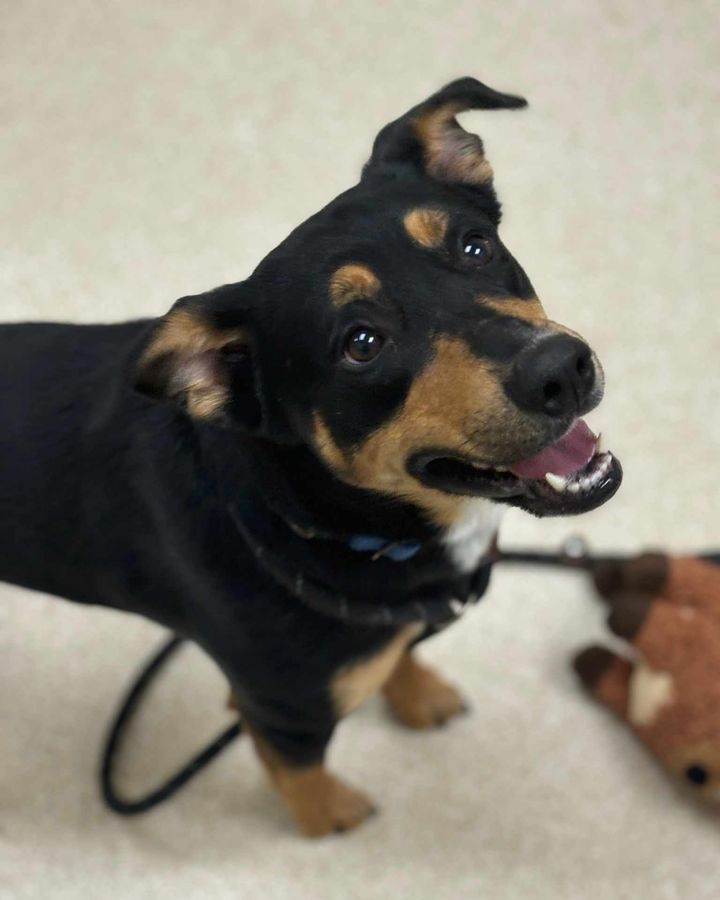 Camden, one of the dogs up for adoption after being rescued from truck. (Courtesy Kent County Animal Shelter)