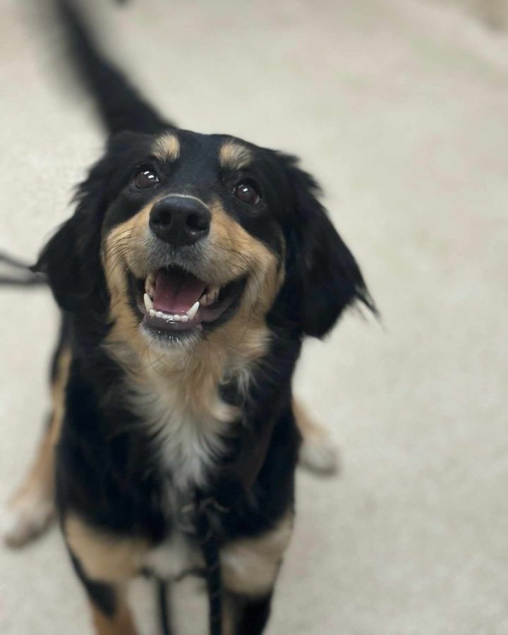 Rosie, one of the dogs up for adoption after being rescued from truck. (Courtesy Kent County Animal Shelter)