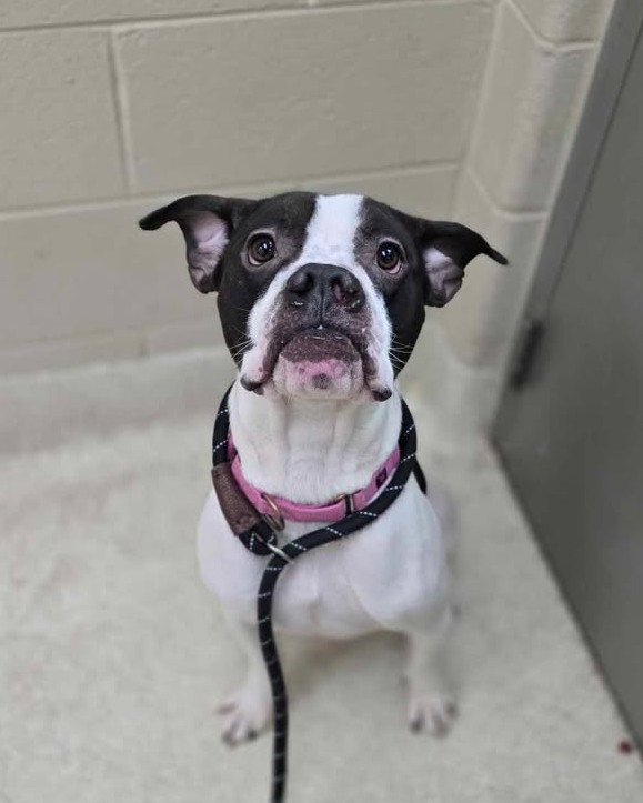 Ramsey, one of the dogs up for adoption after being rescued from truck. (Courtesy Kent County Animal Shelter)