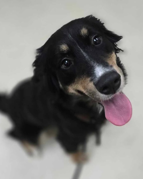 Harlowe, one of the dogs up for adoption after being rescued from truck. (Courtesy Kent County Animal Shelter)