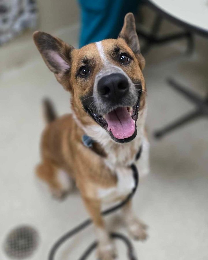 Sailor, one of the dogs up for adoption after being rescued from truck. (Courtesy Kent County Animal Shelter)