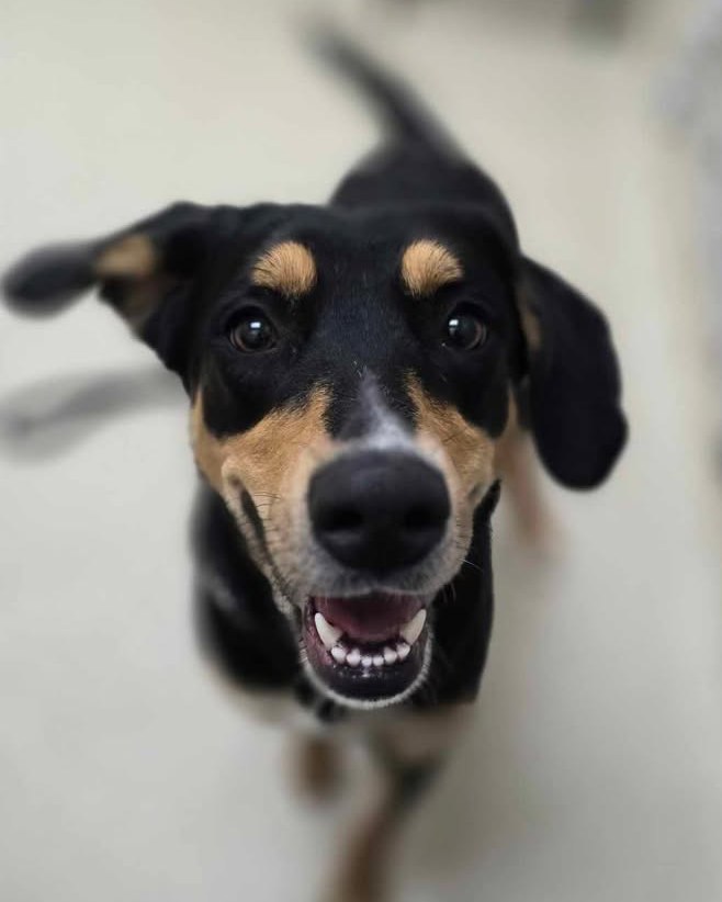 Alix, one of the dogs up for adoption after being rescued from truck. (Courtesy Kent County Animal Shelter)