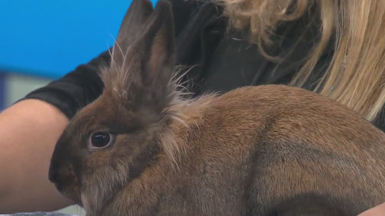 Gingersnap is up for adoption at the Kent County Animal Shelter. (Nov. 22, 2024)