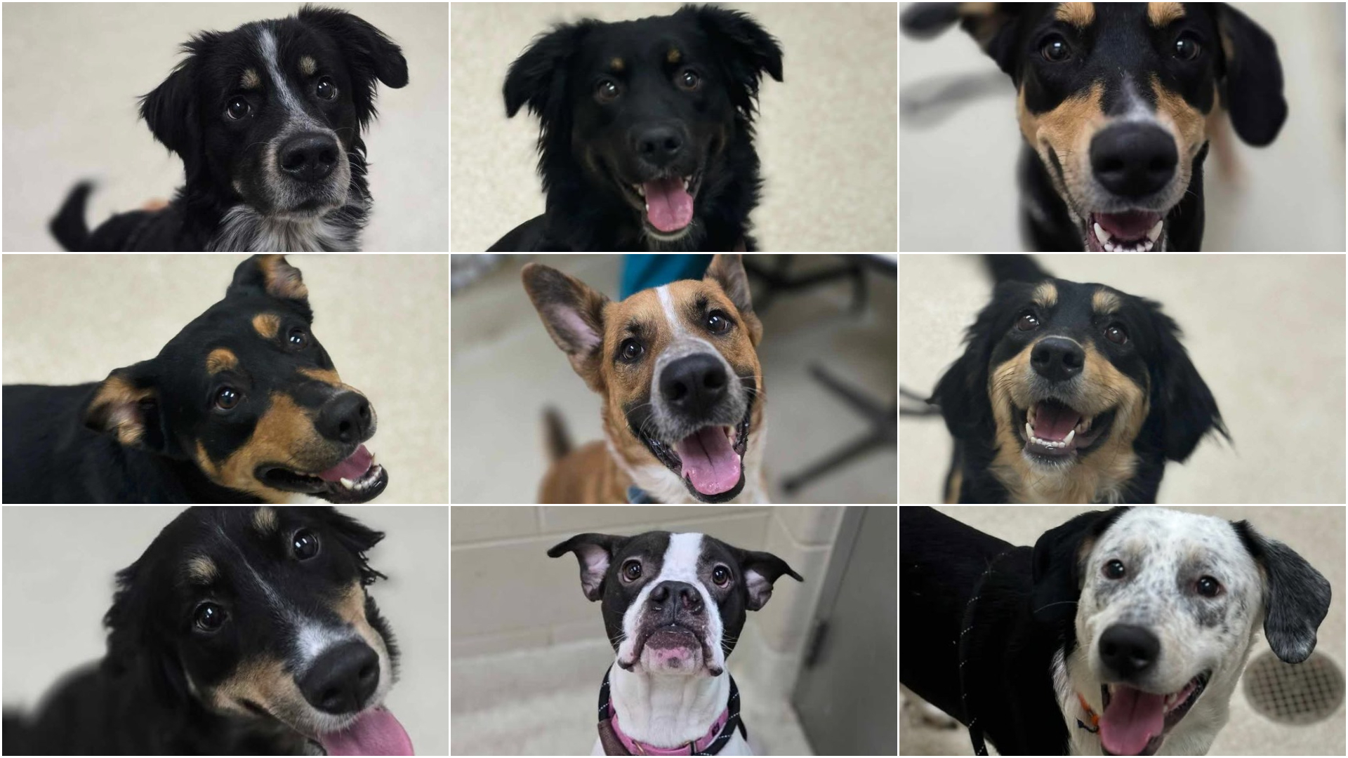 Dogs up for adoption after being rescued from truck. (Courtesy Kent County Animal Shelter)