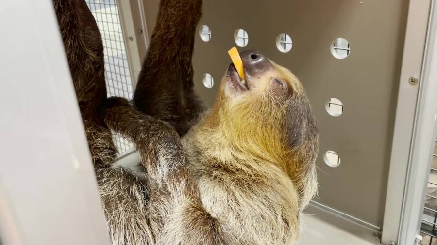 Twig the sloth enjoys a snack at John Ball Zoo in Grand Rapids on Nov. 25, 2024.