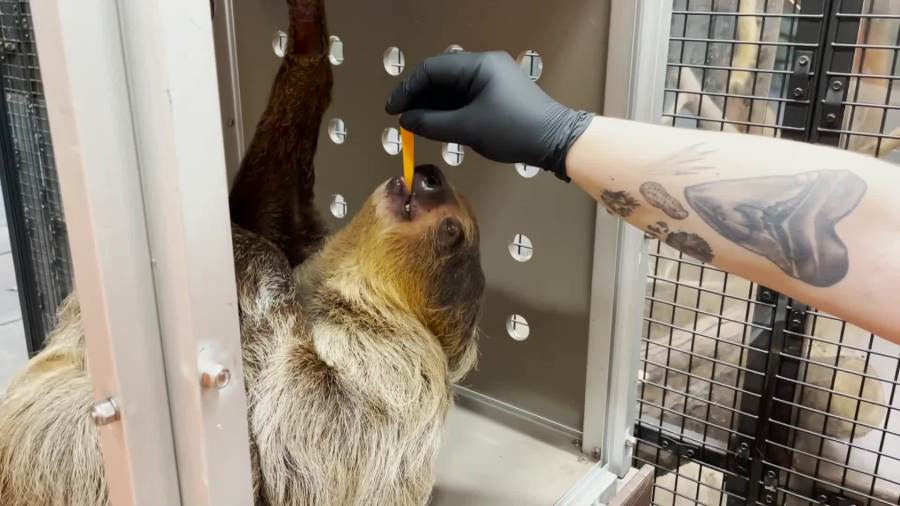 A keeper feeds Twig the sloth at John Ball Zoo in Grand Rapids on Nov. 25, 2024.