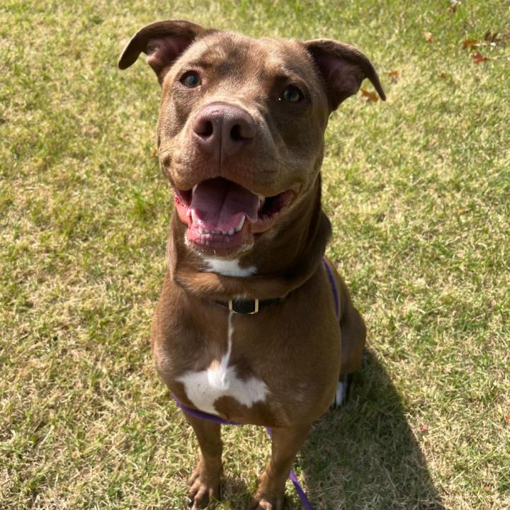 Barkley is up for adoption at the Kent County Animal Shelter. (Courtesy)