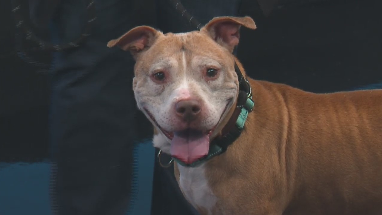 Barry is up for adoption at the Kent County Animal Shelter. (Nov. 8, 2024)
