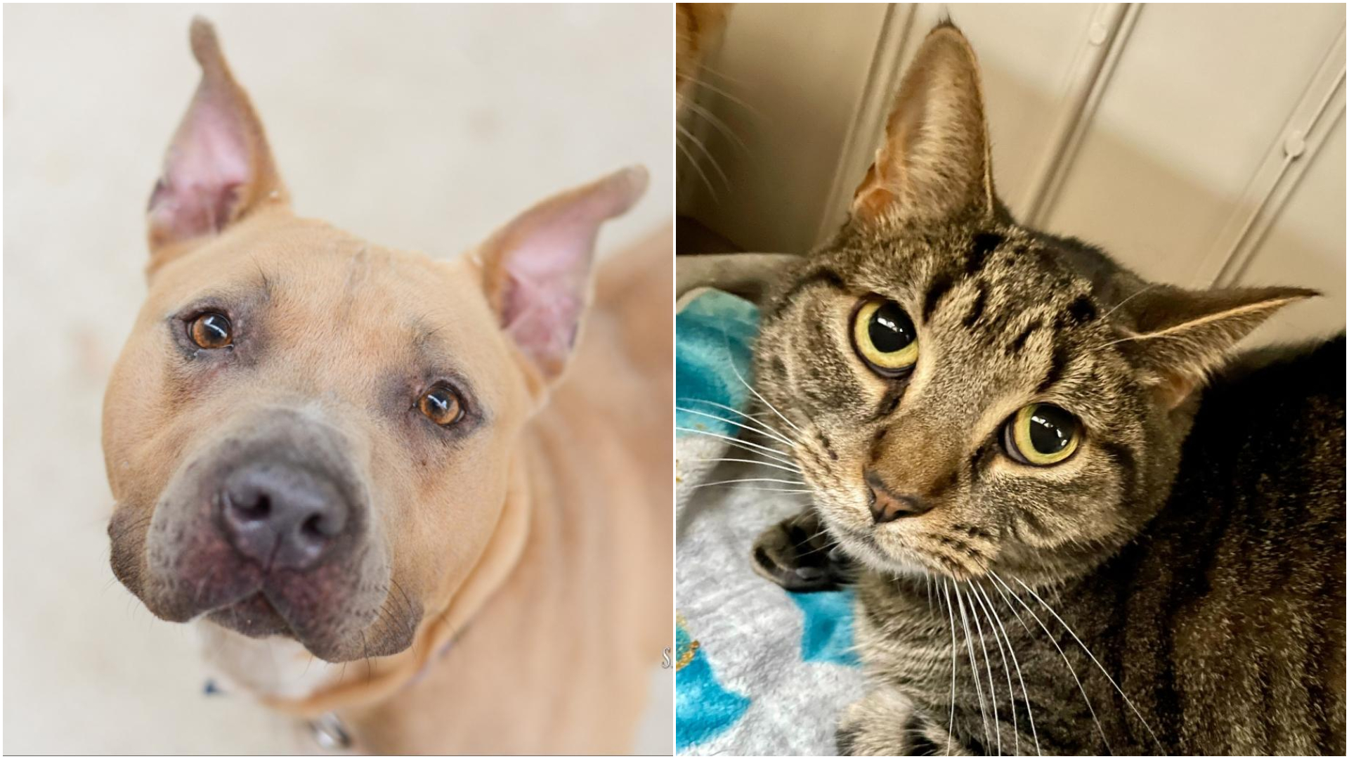 Marina (left) and Spork (right) are up for adoption at the Kent County Animal Shelter. (Courtesy images)