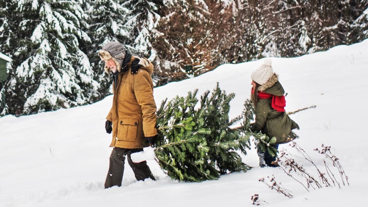 Two people collect a Christmas tree from a national forest. (Courtesy U.S. Department of Agriculture Forest Service)