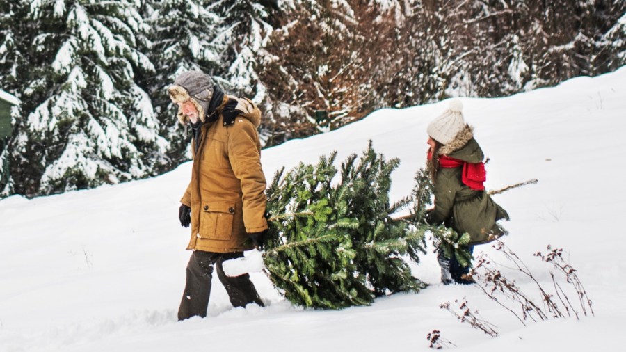 Two people collect a Christmas tree from a national forest. (Courtesy U.S. Department of Agriculture Forest Service)